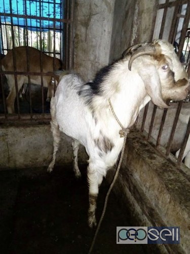 Goat and cow for sale 1 