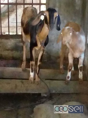 Goat and cow for sale 2 