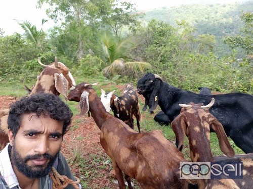 Goat for sale Kondotty, India 1 