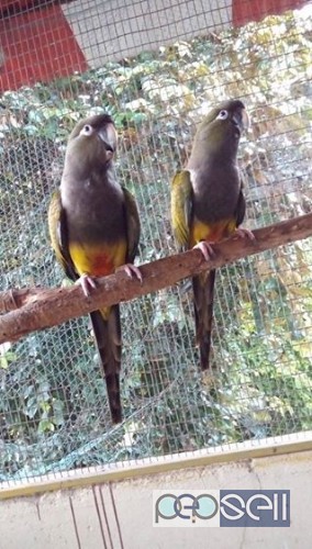 Greater Patagonian Conour Pair Available thrissur kerala 0 
