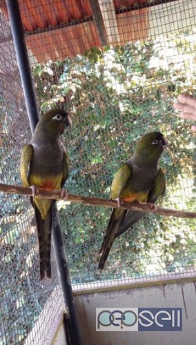 Greater Patagonian Conour Pair Available thrissur kerala 1 