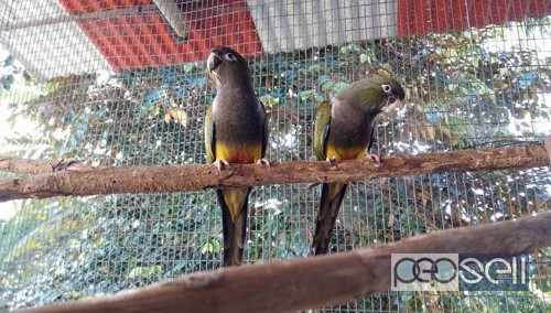 Greater Patagonian Conour Pair Available thrissur kerala 2 