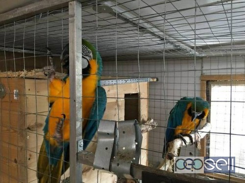 Beautiful blue and gold macaw parrots for sale in New York City 0 
