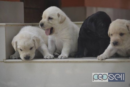 Labrador puppies for sale near Lulu Mall, Kochi 4 