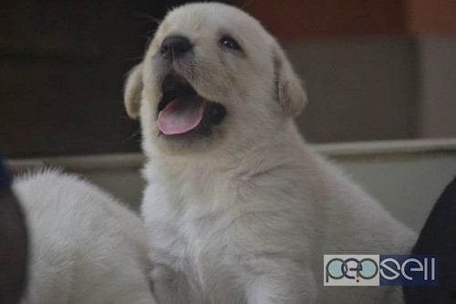 Labrador puppies for sale near Lulu Mall, Kochi 5 