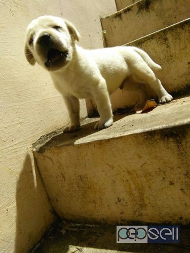 Labrador puppy for sale in attingal, Trivandrum 0 