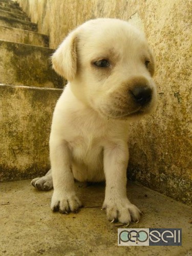 Labrador puppy for sale in attingal, Trivandrum 1 
