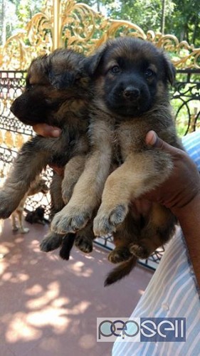 GSD puppies for sale 1 
