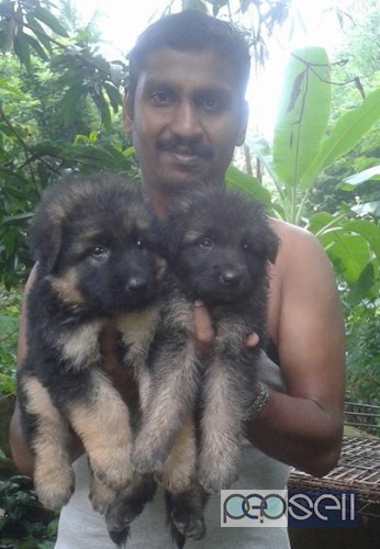 GSD Puppies for sale 1 