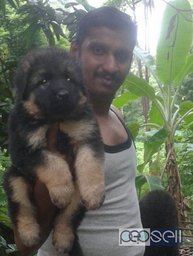GSD Puppies for sale 2 