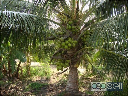 coconut  plant for  sale kochi,kerala 1 