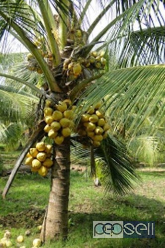 coconut  plant for  sale kochi,kerala 2 
