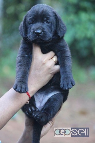 Labrador retriever puppies for sale  0 
