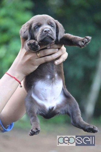 Labrador retriever puppies for sale  1 