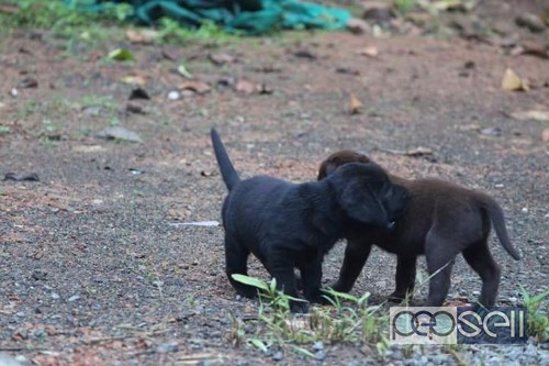 Labrador retriever puppies for sale  2 