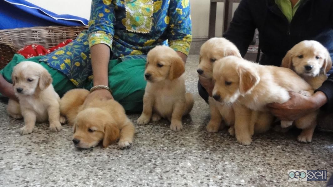 Pure breed puppies for sale in Delhi 2 