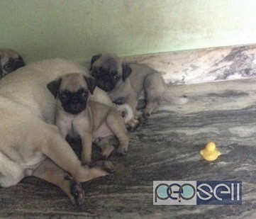 cute pug puppies for sale in Trivandrum 0 
