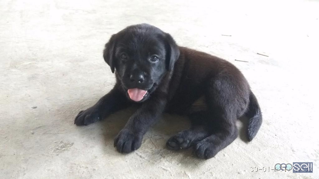 Good breed black lab puppy for sale in pattambi 0 