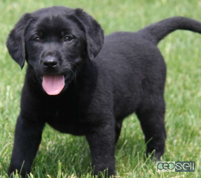 Good breed black lab puppy for sale in pattambi 1 