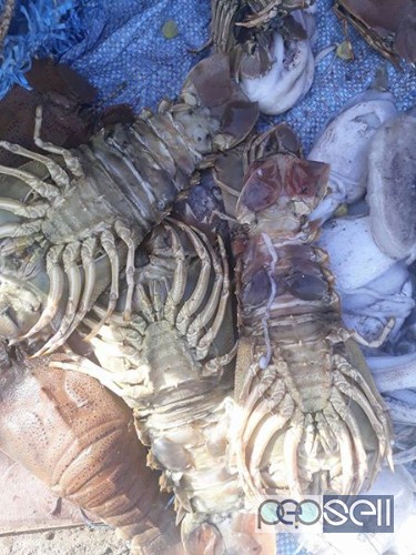 Get Fresh Crabs/ Prawns in chennai , Tamilnadu, India 2 