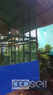  Birds Cage, Thrissur 2 