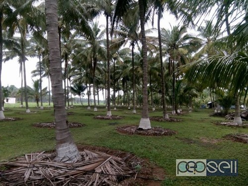 1.85 acre coconut farm for sale at Pollachi 2 