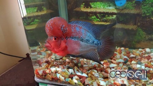 Monster kok flowerhorn fish buy and get 1 kamfa for free 2 