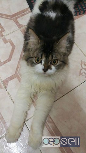 Persian cat Bi color for sale 0 