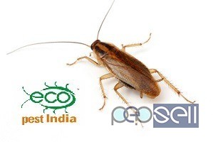 pest control services in palakkad 3 