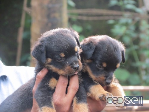 PUPPIES TO OFFER OUT OF IND.CH.TONY FLASH ROUSE 1 
