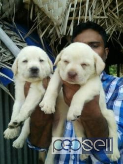 Good quality labadore puppies for sale 0 