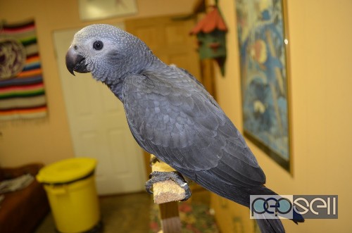  Parrot Birds Species for Pets 0 