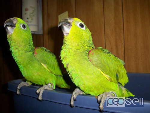  Parrot Birds Species for Pets 1 