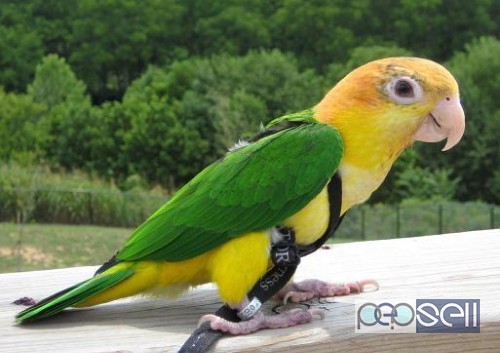  Parrot Birds Species for Pets 2 