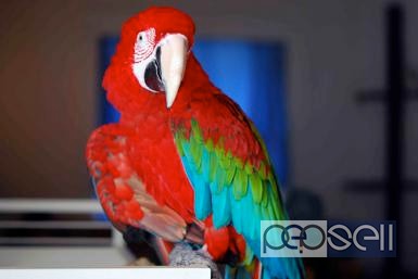  Parrot Birds Species for Pets 3 