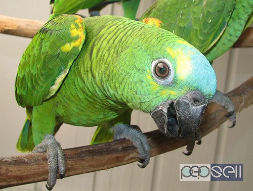  Parrot Birds Species for Pets 4 