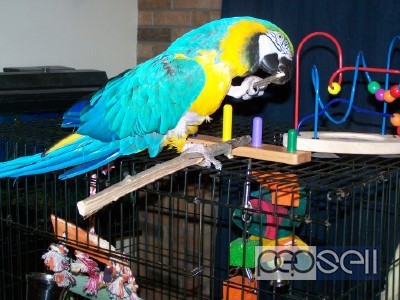  Parrot Birds Species for Pets 5 