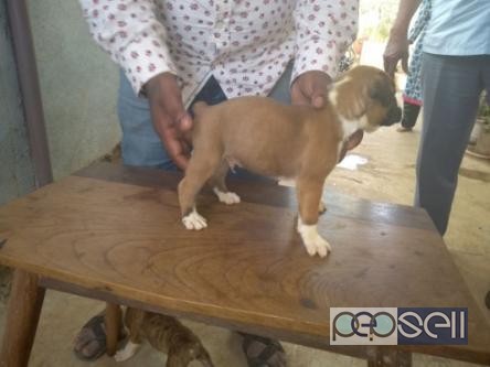 Male and female puppy for sale 0 