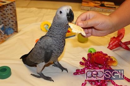  Parrots, cockatoos,Exotic birds and exotic animals for sale 2 