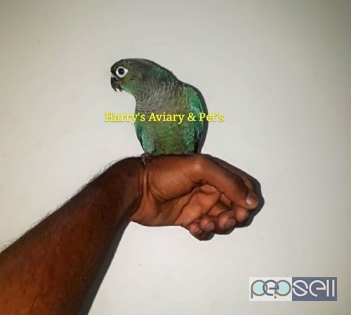 Blue Green Cheek Conure Bird 0 