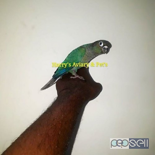 Blue Green Cheek Conure Bird 1 