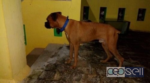 10 months boxer puppy for sale at Chennai 0 
