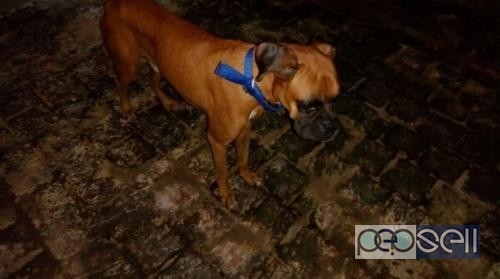 10 months boxer puppy for sale at Chennai 1 