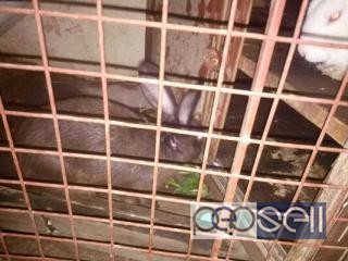 black &White color adult rabbit pairs for sale at Bangalore 0 