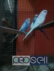 Home bred show budgies semi adult for sale at Bangalore 0 