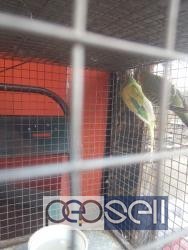 Home bred show budgies semi adult for sale at Bangalore 1 