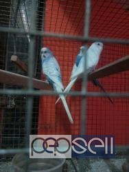Home bred show budgies semi adult for sale at Bangalore 2 