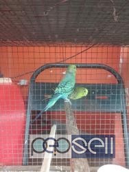 Home bred show budgies semi adult for sale at Bangalore 3 