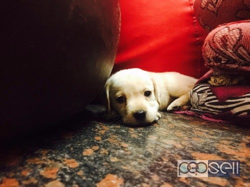 White Labrador retriever for sale at Bangalore 2 