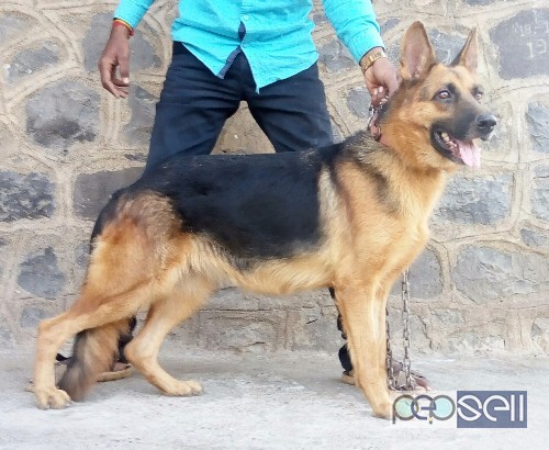 Gsd Adult female for sale. 0 